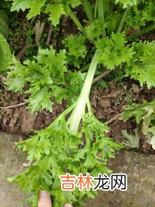 芥菜的土话叫什么,芥菜的俗名叫什么?