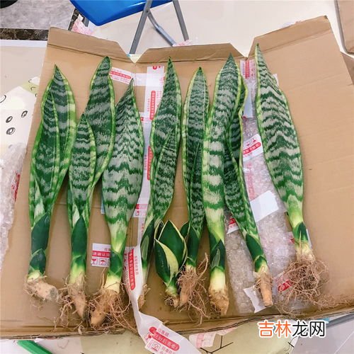 虎皮兰能插活吗,虎皮兰怎么扦插