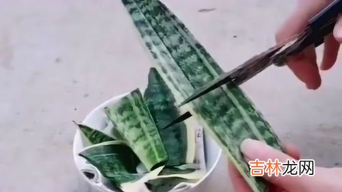虎皮兰能插活吗,虎皮兰怎么扦插