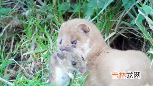 黃鼠狼是鼠還是狼,黃鼠狼是鼠還是狼