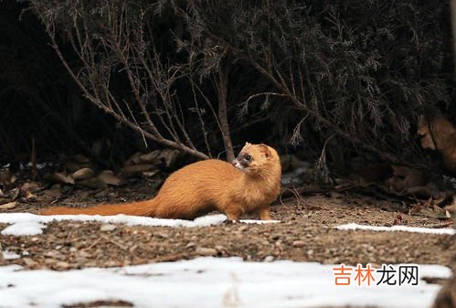 黃鼠狼是鼠還是狼,黃鼠狼是鼠還是狼