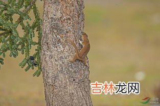 黄鼠狼是鼠还是狼,黄鼠狼是鼠还是狼