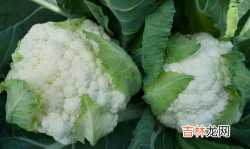 花菜发霉了还可以吃吗,花菜有一点发霉还能吃吗