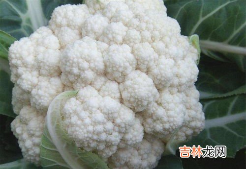 花菜发霉了还可以吃吗,花菜有一点发霉还能吃吗