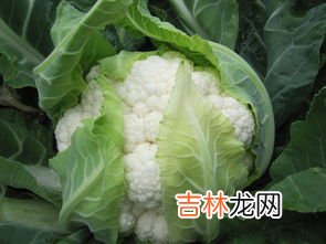 花菜发霉了还可以吃吗,花菜有一点发霉还能吃吗