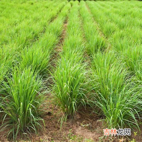 柠檬草精油的功效,柠檬草精油怎么用?柠檬草精油使用禁忌