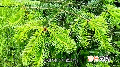 冷杉精油可以香薰吗,呼吸系统常用精油整理