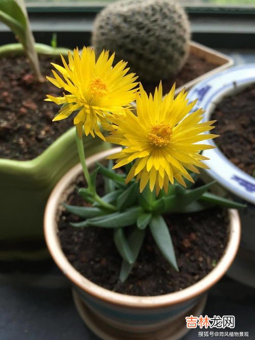 黄花照波怎么爆盆,这是什么花?早上开小黄花,下午闭合