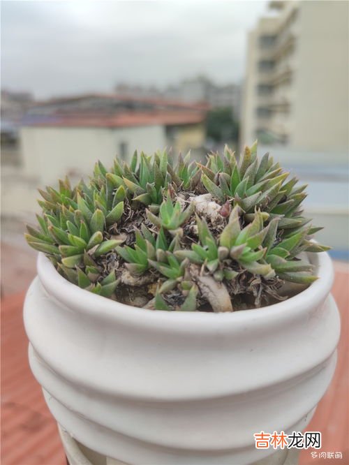 黄花照波怎么爆盆,这是什么花?早上开小黄花,下午闭合