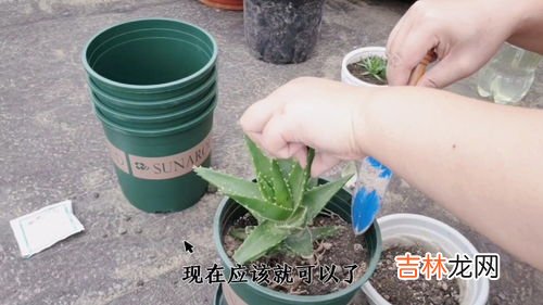 黄花照波怎么爆盆,这是什么花?早上开小黄花,下午闭合