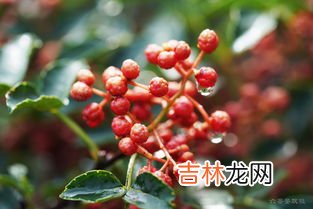 花椒保鲜方法,鲜花椒怎么储存保鲜 鲜花椒怎么保存保鲜长久