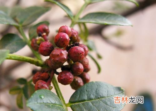 花椒保鲜方法,鲜花椒怎么储存保鲜 鲜花椒怎么保存保鲜长久