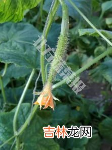 黄瓜移栽后如何养根,黄瓜苗如何移栽?移栽后要如何管理?