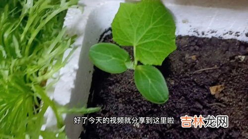 黄瓜移栽后如何养根,黄瓜苗如何移栽?移栽后要如何管理?