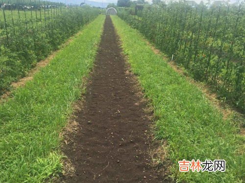 黄瓜移栽后如何养根,黄瓜苗如何移栽?移栽后要如何管理?