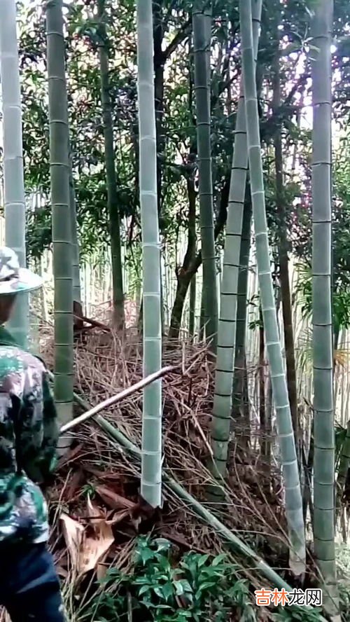 毛竹生长给人的启示,竹子的启示人生感悟怎么写?