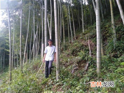 毛竹生长给人的启示,竹子的启示人生感悟怎么写?