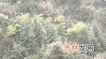 毛竹生长给人的启示,竹子的启示人生感悟怎么写?