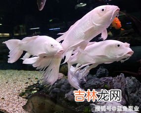 锦鲤鱼饲料,锦鲤吃的鱼粮有哪些