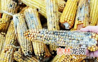 玉米轻微发霉还能吃吗,玉米有点发霉能吃吗