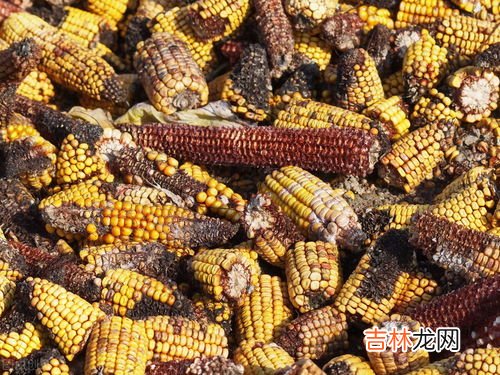 玉米轻微发霉还能吃吗,玉米有点发霉能吃吗
