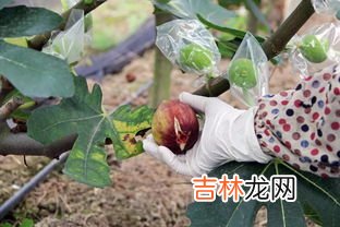 无花果和葡萄能在一块儿吃吗,无花果和葡萄能在一块儿吃吗