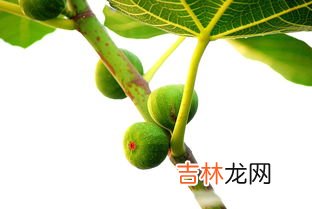 无花果和葡萄能在一块儿吃吗,无花果和葡萄能在一块儿吃吗