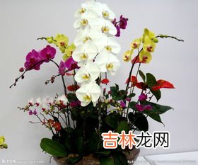 蝴蝶兰组盆技巧,蝴蝶兰组盆的详细步骤谁有