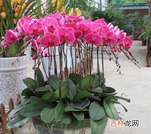 蝴蝶兰组盆技巧,蝴蝶兰组盆的详细步骤谁有