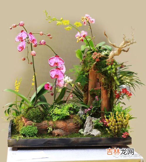 蝴蝶兰组盆技巧,蝴蝶兰组盆的详细步骤谁有