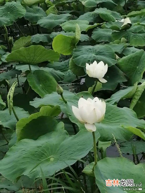 莲蓬怎么保存新鲜,新鲜莲蓬要怎么保存