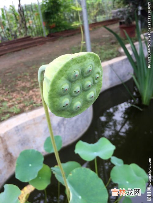 莲蓬怎么保存新鲜,新鲜莲蓬要怎么保存