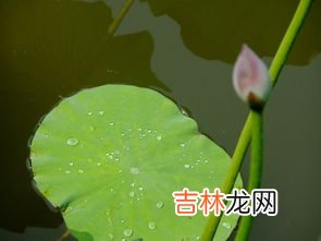 只可远观而不可亵玩焉的意思,只可远观而不可亵玩焉什么意思