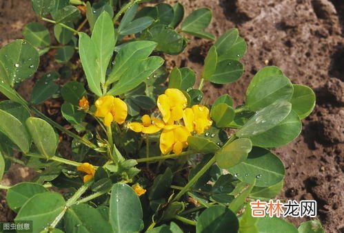 花生的生长期,花生生长期多长时间