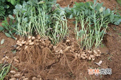 花生的生长期,花生生长期多长时间