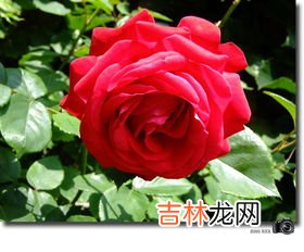 月季花是什么颜色的,月季花是什么样子的