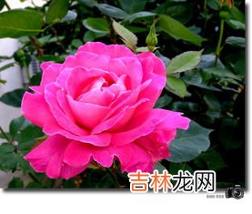 月季花是什么颜色的,月季花是什么样子的