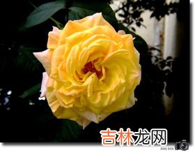 月季花是什么颜色的,月季花是什么样子的