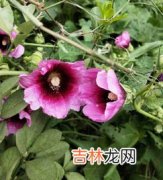 花是什么,花是一种什么植物？