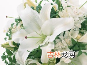 黄百合花语是什么意思,黄色百合花的花语和寓意