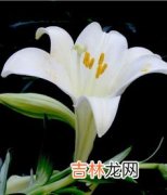 黄百合花语是什么意思,黄色百合花的花语和寓意