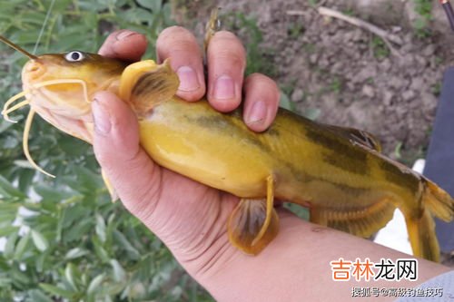 黄骨鱼吃什么饲料,黄骨鱼是吃什么食物为主？