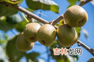 猕猴桃不能跟什么一起吃,猕猴桃不能和什么水果一起吃