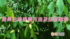 黄果兰花养殖方法,黄果兰花怎么养才长得好 黄果兰花的养殖技巧