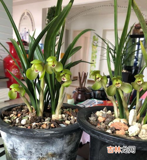 黄果兰花养殖方法,黄果兰花怎么养才长得好 黄果兰花的养殖技巧