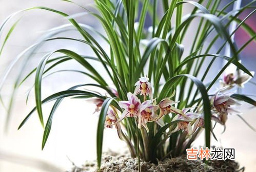 黄果兰花养殖方法,黄果兰花怎么养才长得好 黄果兰花的养殖技巧