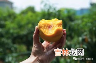 黄桃需要冷藏吗,黄桃要放冰箱吗