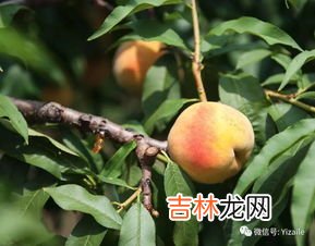 黄桃需要冷藏吗,黄桃要放冰箱吗
