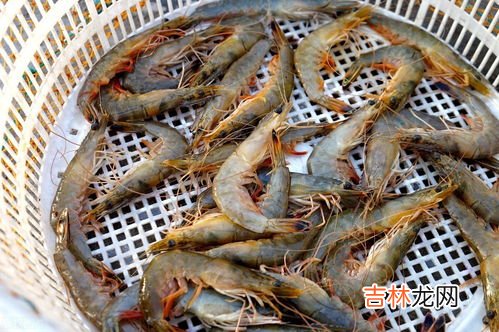 活虾怎么保存到晚上不死,买回家的活虾如何保存到晚上