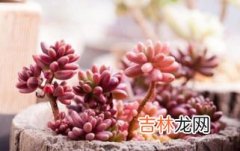 养护虹之玉的窍门 虹之玉怎么养,虹之玉多肉怎么养